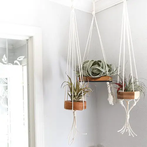 top Arrangements of Plants for Hanging Baskets