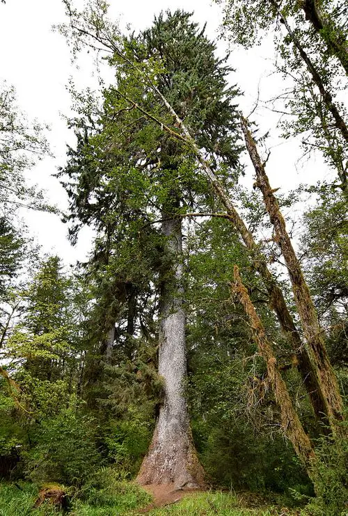 Alaska State Tree and How to Grow it