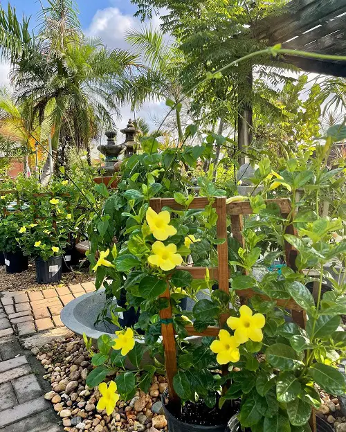 top Vines with Yellow Flowers