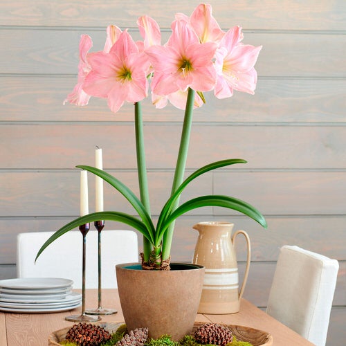 lovely The Cutest Flowers in Bell Shape
