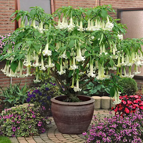 Bell-Shaped Flowers in pot