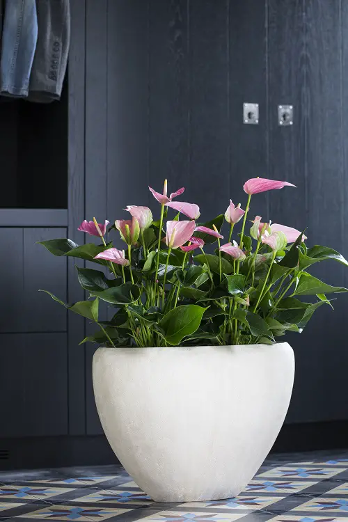 Amazing Flowers You Can Grow All Winter Long Indoors