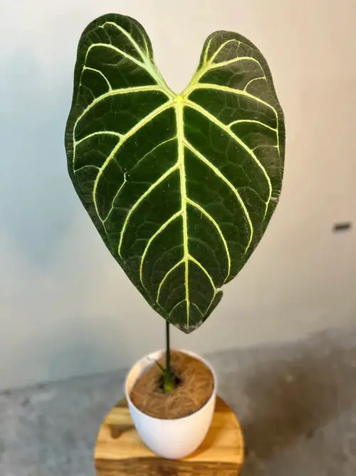 Anthurium Besseae Care