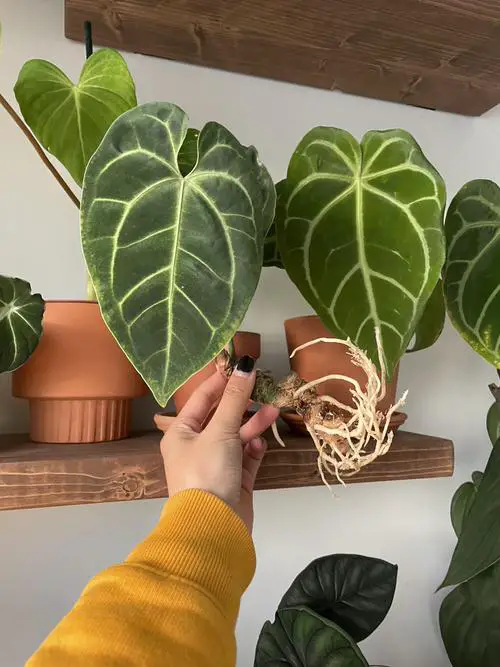 Requirements for Growing Anthurium Besseae