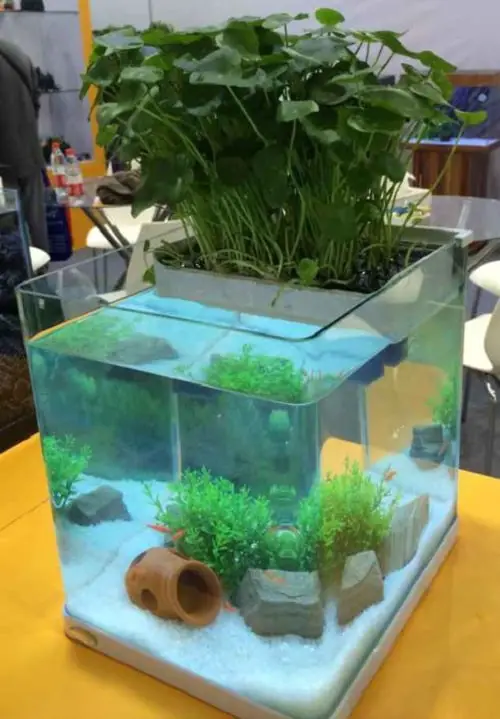 best Useful Homemade Fertilizers for Indoor Plants in Water
