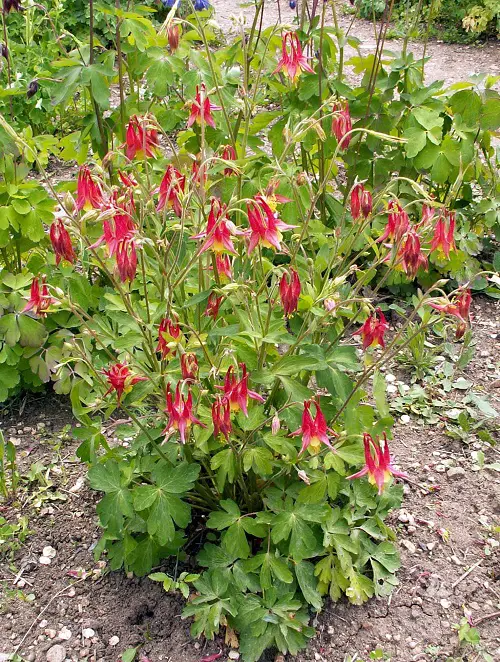 Maryland Native Plant in garden
