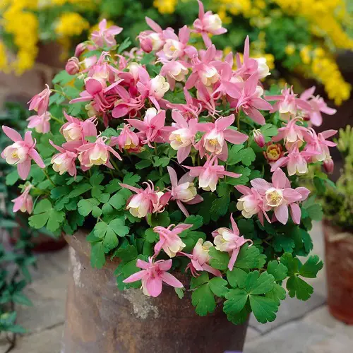 Flowers that Look Like Bells