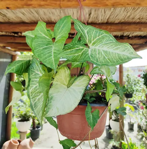 beautiful Plants for Basket Hangings
