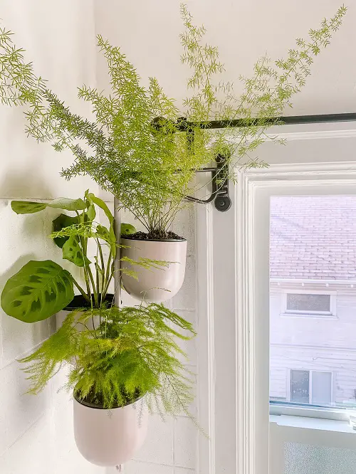 Best Plants near Window