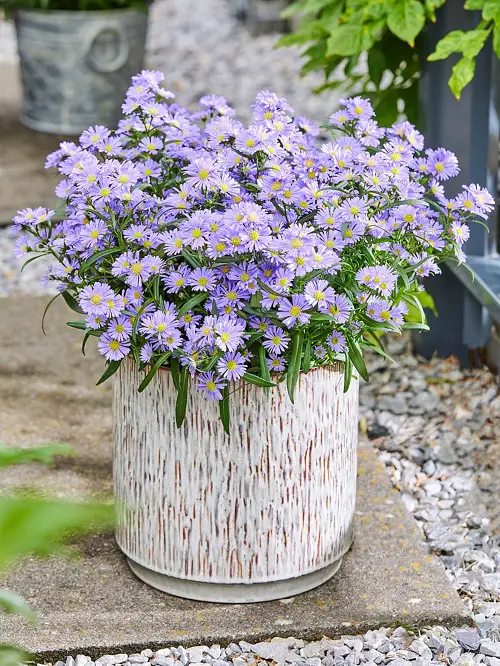 Popular Flower Meanings