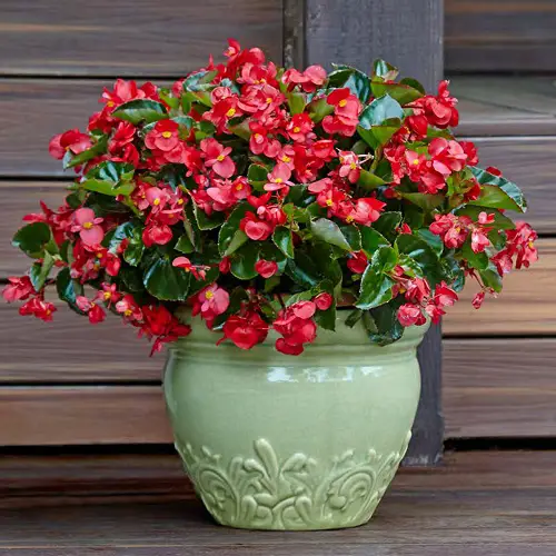 Best Flowering Houseplants You Can Grow Indoors All Winter 2