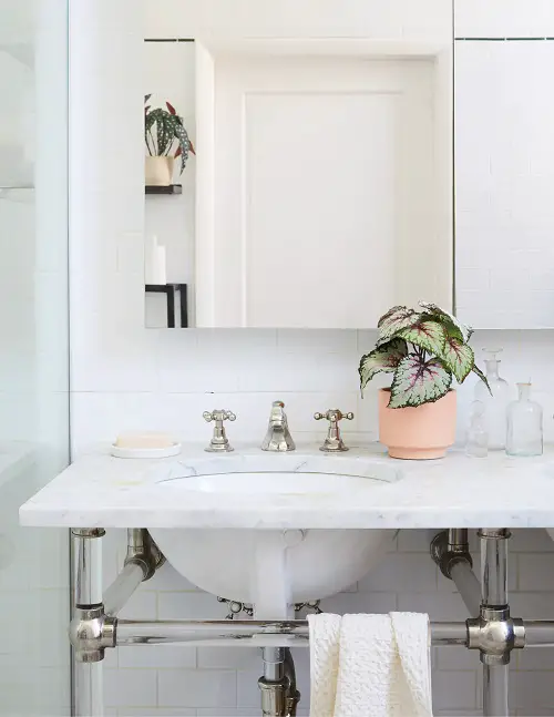 The Bathroom Indoor Plants