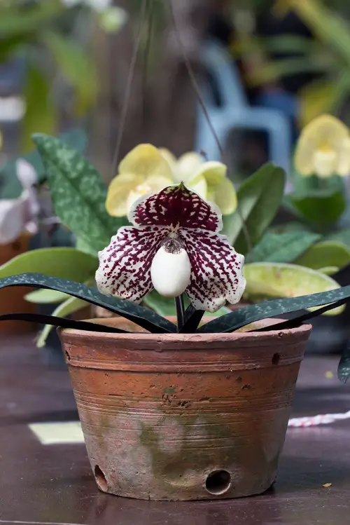 top Best Varieties of Paphiopedilum Orchids