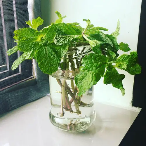 Growing Mint in Water