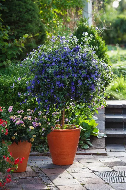 Blue Potato Bush Care
