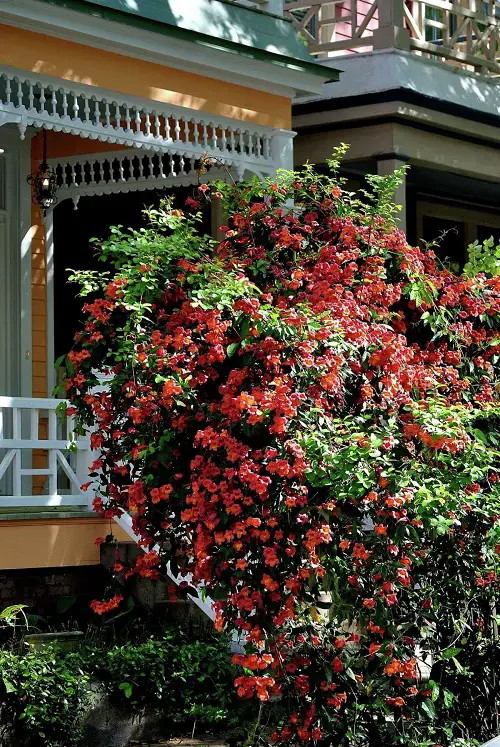 Vines and Climbers with Red Flowers