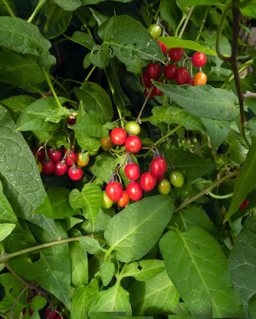 best Magnificent Bushes and Shrubs with Red Berries
