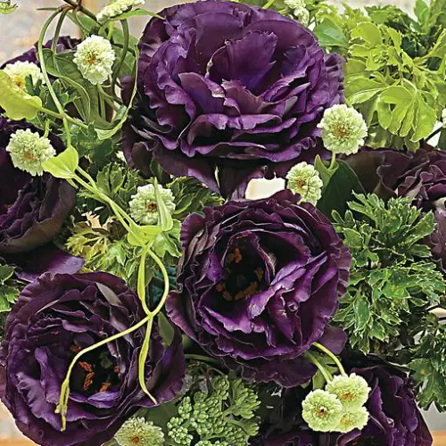 Types of Lisianthus Varieties 5