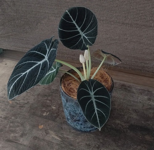 Black Indoor Plants