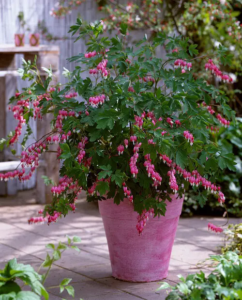 Amazing Dainty Flowers