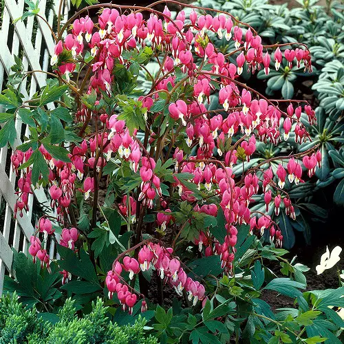 Best Plants and Flowers that Attract Hummingbirds in garden