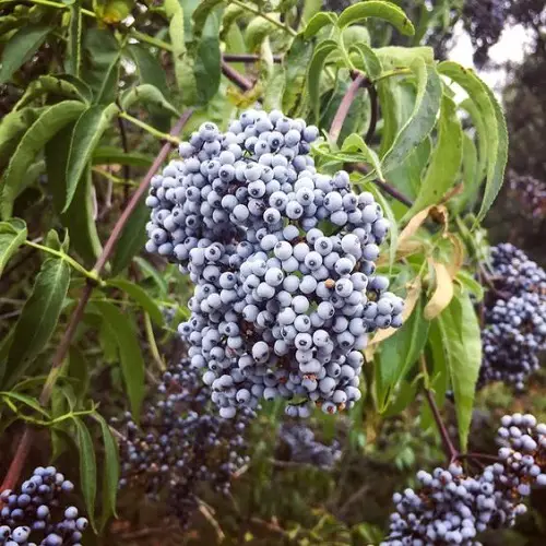 best Delicious Blue Fruits that are Blue