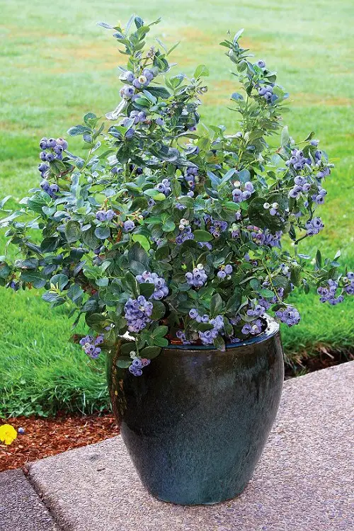 beautiful Delicious Blue Fruits that are Blue