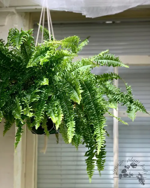 Amazing Plants for Basket Hangings
