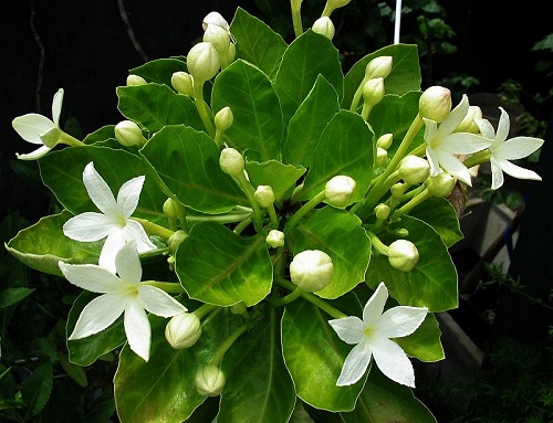 Molokai Ohaha Hawaiian Flower