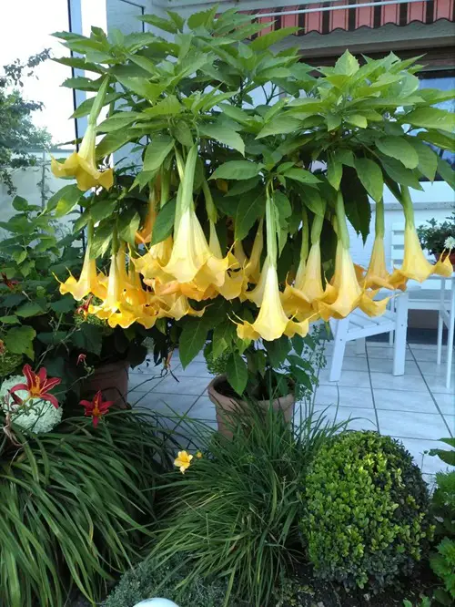 best Night Blooming Fragrant Flowers with Strong Scent