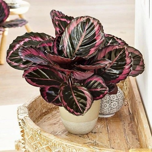 Best Purple Indoor Plants 5