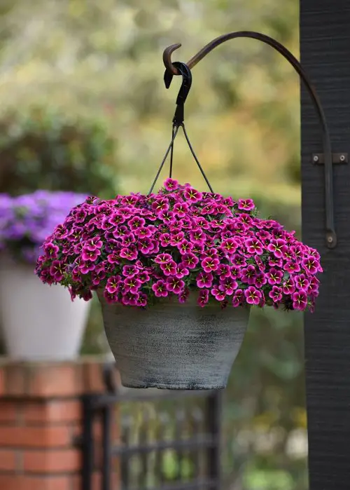 best Beautiful Trailing Flowers for Hanging Baskets