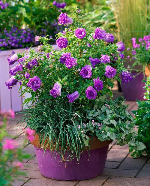 Best Bell-Shaped Flowers