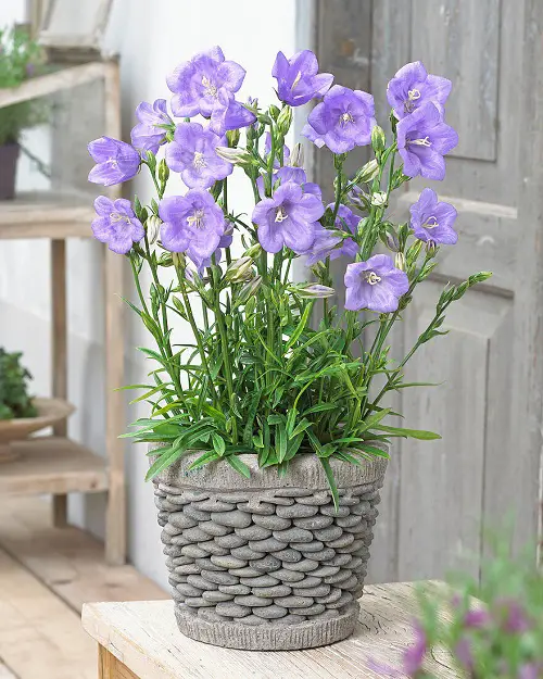 Best Bell-Shaped Flowers