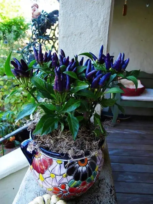 beautiful Blue Vegetables for Pots & Garden