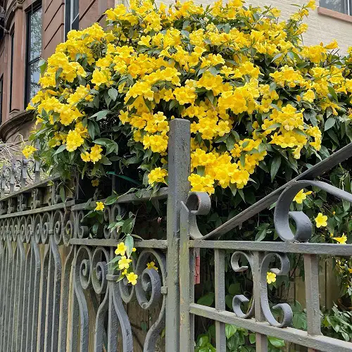best Vines with Yellow Flowers