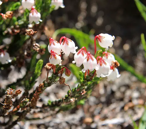 The Cutest Flowers in Bell Shape