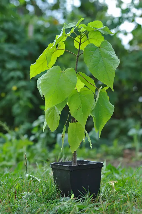 Amazing Beautiful Trees with Heart Shaped Leaves
