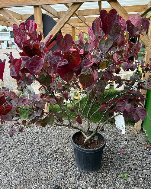 best Beautiful Trees with Heart Shaped Leaves