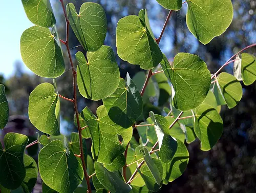 Trees with Heart-Shaped Leaves