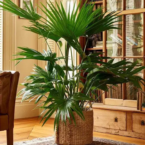 Amazing Garden plants that are cat-friendly
