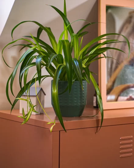 Plants adore coffee grounds.
