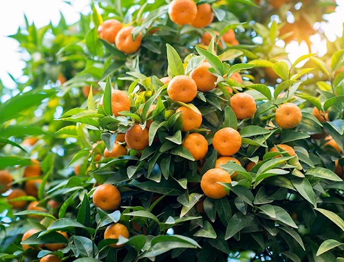 How to Grow the Florida State Fruit