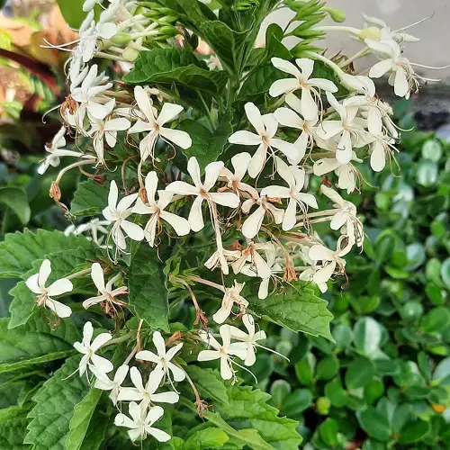 stunning varieties of Clerodendrum in gardens