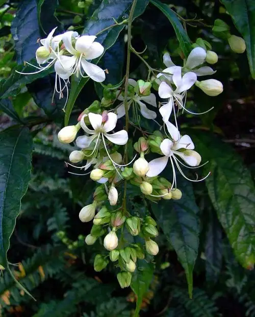 Top stunning varieties of Clerodendrum in gardens