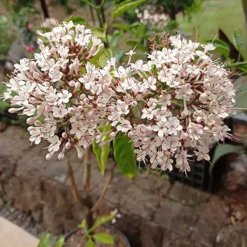 Starfish Clerodendrum 13