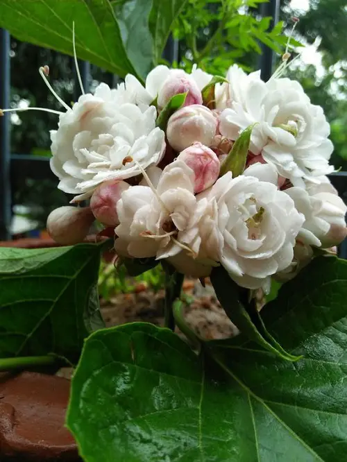 gorgeous Clerodendrum varieties in gardens