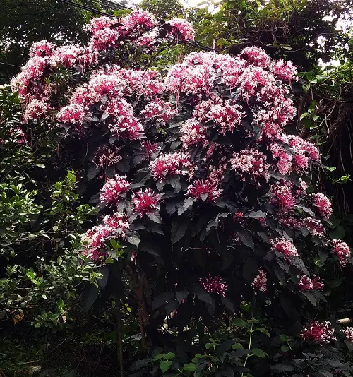 Best Clerodendrum Varieties 5