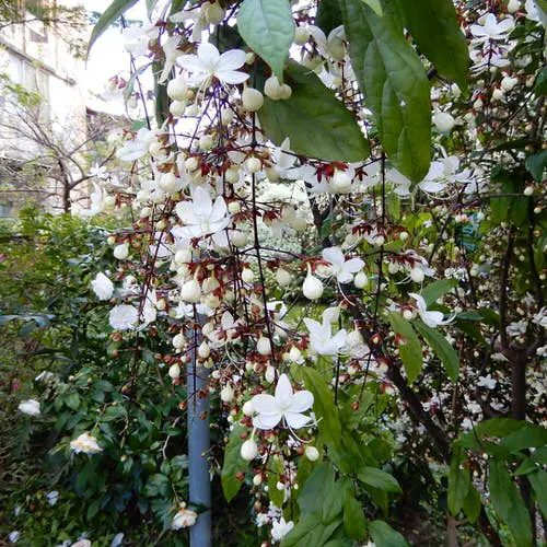 gorgeous Clerodendrum varieties 