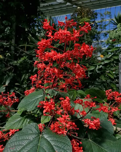 Clerodendrum Variety 